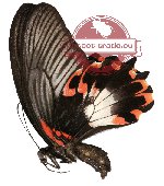 Papilio deiphobus ssp. deiphontes (A2B)