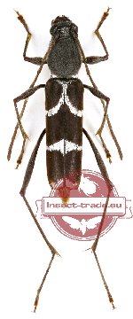 Rhaphuma paucis (A2)