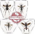 Scientific lot no. 74 Hymenoptera (4 pcs SPREAD)
