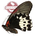 Papilio forbesi (A-)