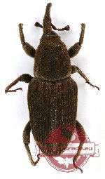 Curculionidae sp. 65 (2 pcs)