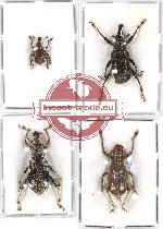 Scientific lot no. 208 Curculionidae (4 pcs - 1 pc A2)