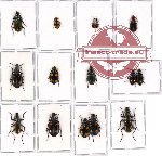 Scientific lot no. 164 Carabidae (15 pcs - 8 pcs A-, A2)