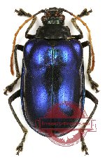 Chrysomelidae sp. 45 (10 pcs)