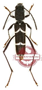 Perissus albobifasciatus (A-)