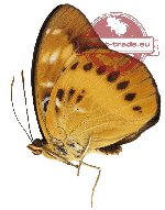 Lexias aeropa ssp. choirilus (A2)