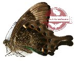 Papilio peranthus fulgens