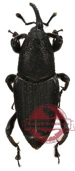 Curculionidae sp. 27 (5 pcs)