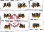 Scientific lot no. 4 Formicidae (45 pcs)