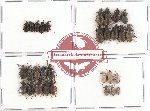 Scientific lot no. 214 Curculionidae (30 pcs)