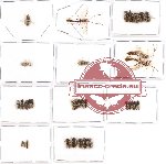 Scientific lot no. 77 Hymenoptera (34 pcs)