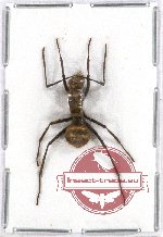 Formicidae sp. 51A (3 pcs A2)