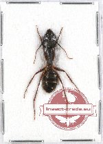 Formicidae sp. 52A (10 pcs)