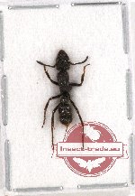 Formicidae sp. 48 (A2)