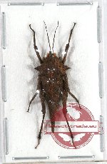 Orthoptera sp. 45 (3 pcs)