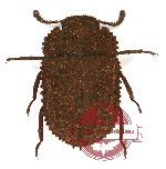 Tenebrionidae sp. 71