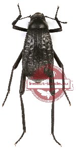 Tenebrionidae sp. 70