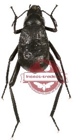 Tenebrionidae sp. 67 (A2)