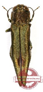 Agrilus sp. 37