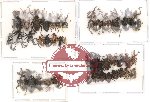 Scientific lot no. 1 Curculionidae (40 pcs)