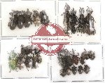 Scientific lot no. 3 Curculionidae (35 pcs)