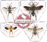 Scientific lot no. 80 Hymenoptera (4 pcs)