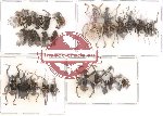Scientific lot no. 11 Curculionidae (25 pcs)