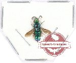 Scientific lot no. 78 Hymenoptera (Chrysididae) (1 pc A2)