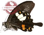 Papilio helenus tambora (A-)