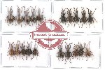 Scientific lot no. 28 Curculionidae (20 pcs)