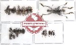 Scientific lot no. 31 Curculionidae (18 pcs)