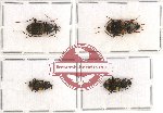 Scientific lot no. 187 Carabidae (4 pcs)