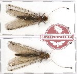 Scientific lot no. 1 Ascalaphidae (NEUROPTERA) (2 pcs A2)