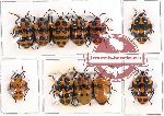 Scientific lot no. 1AB Heteroptera (Scutellarinae) (11 pcs A, A-, A2)