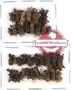 Scientific lot no. 221 Curculionidae (33 pcs)