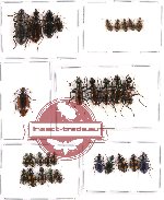 Scientific lot no. 175 Carabidae (30 pcs)