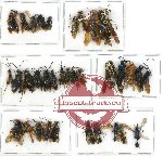 Scientific lot no. 113 Hymenoptera (33 pcs A, A-, A2)
