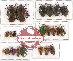Scientific lot no. 189 Heteroptera (Pentatomidae) (21 pcs A-, A2)