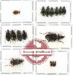 Scientific lot no. 192 Carabidae (16 pcs - 6 pcs A2)