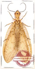 Corydalidae sp. 5 (A2)