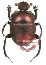 Gymnopleurus sp. 10 (Gymnopleurus sinuatus assamensis)