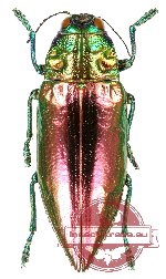Chrysodema (Pseudochrysodema) laevipennis (reddish form)