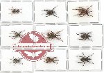 Scientific lot no. 238 Curculionidae (9 pcs - 1 pc A2)