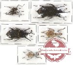 Scientific lot no. 240 Curculionidae (5 pcs - 1 pc A2)