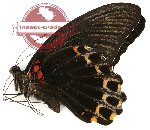 Papilio memnon subclathratus