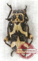 Chrysomelidae sp. 53