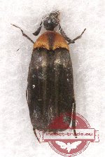 Rhipiphoridae sp. 4 (A-)