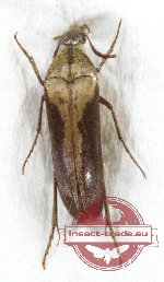 Rhipiphoridae sp. 6