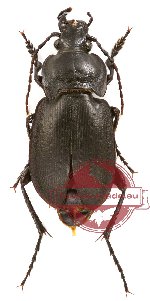Carabus (Cryptocarabus) subparalellus