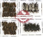 Scientific lot no. 258 Curculionidae (50 pcs)